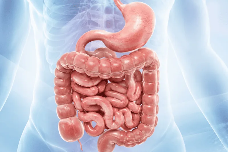 Tracto gastrointestinal